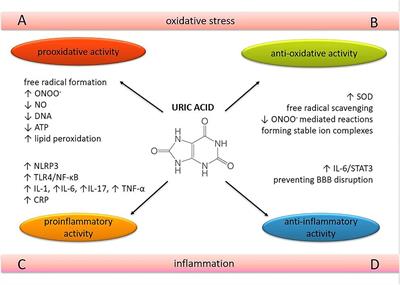The Influence of Serum Uric Acid on the Brain and Cognitive Dysfunction